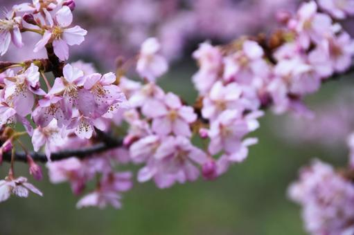 桜(河津桜・カワヅザクラ) 桜(河津桜・カワヅザクラ)の写真