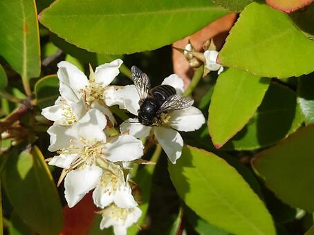 スミゾメハキリバチとシャリンバイの花 スミゾメハキリバチ,虫,昆虫の写真素材