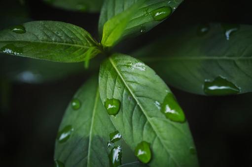 雨上がり 雨上がりの写真
