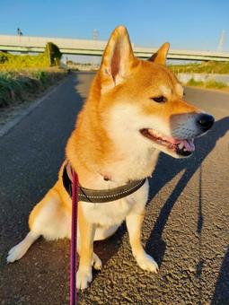 ちょっとひと休みする柴犬です！ 犬,シバ,柴犬の写真素材