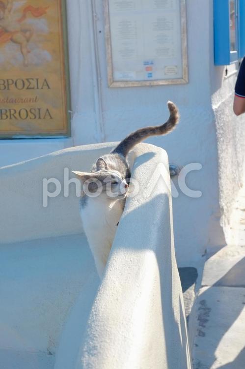 ギリシャ　サントリーニ島　猫 町並み,こねこ,仔猫の写真素材