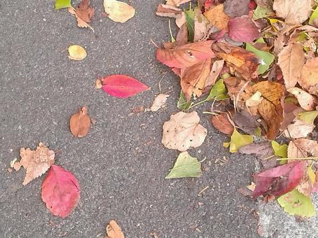 落ち葉の散歩道 落ち葉,紅葉,散歩道の写真素材