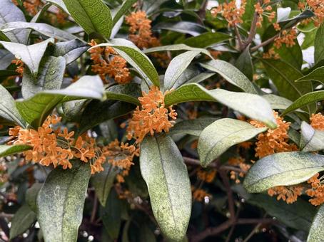 キンモクセイ(金木犀)の花 金木犀,花,オレンジ色の写真素材