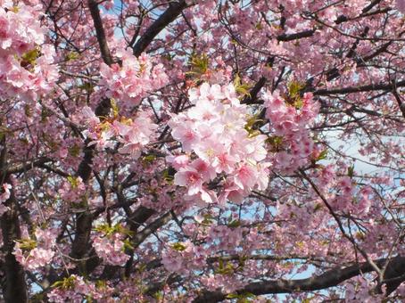 大木の河津桜 もう葉が出てきて 大木の河津桜 もう葉が出てきての写真