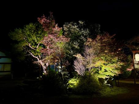 秋　ライトアップされる舟津温泉薬師堂 自然,舟津温泉薬師,モミジの写真素材