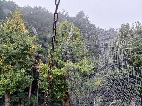 雨上がりの蜘蛛の巣 蜘蛛の巣,雨上がり,自然の写真素材