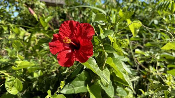 ハイビスカスの花 ハイビスカス,赤,真っ赤の写真素材