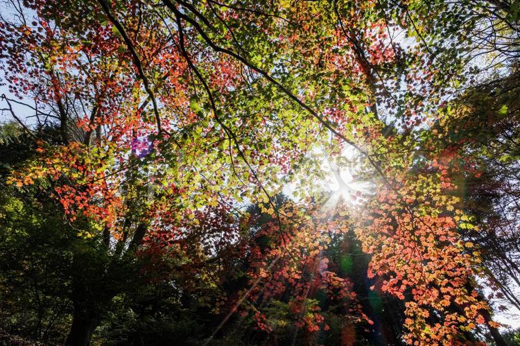 木漏れ日で赤く輝く紅葉樹 秋,もみじ,晩秋の写真素材