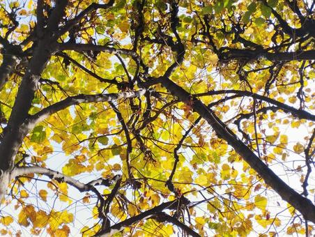 秋 森,木,林の写真素材