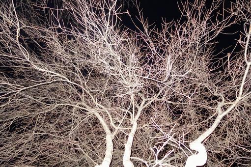 夜の桜の木 夜の桜の木の写真