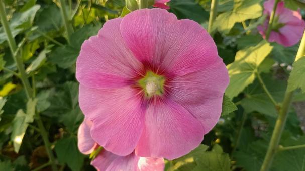 タチアオイピンク系の写真