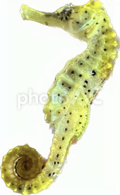 タツノオトシゴ（背景なし:上向） タツノオトシゴ,魚,海の写真素材