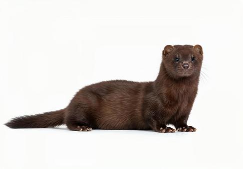 落ち着いた表情で座るイタチ の写真