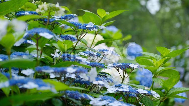 6月に咲いたピンクや青の満開の紫陽花 アジサイ,鮮やか,カラフルの写真素材