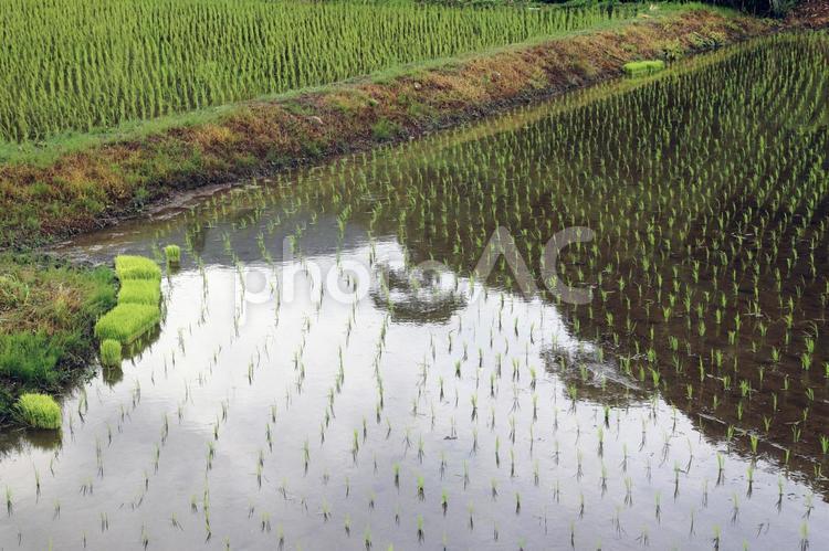 神浦川の田植えが終わった田んぼ02 田んぼ,風景,山の写真素材