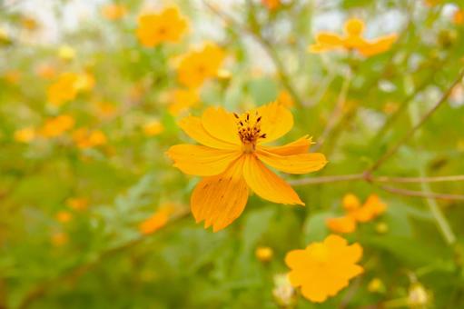 コスモス コスモスの写真