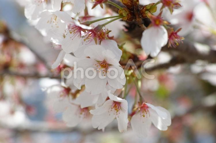 2024姫路城と桜28 さくら,空,サクラの写真素材