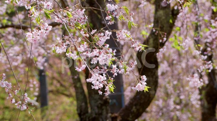 鬼怒川公園のシダレザクラ シダレザクラ,鬼怒川公園,ピンクの写真素材