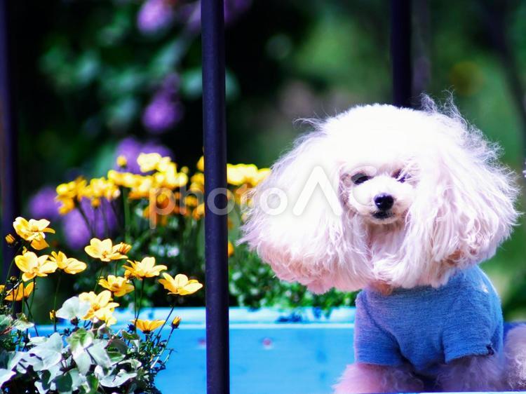 お花畑の可愛い子犬 子犬,可愛い,お花見の写真素材