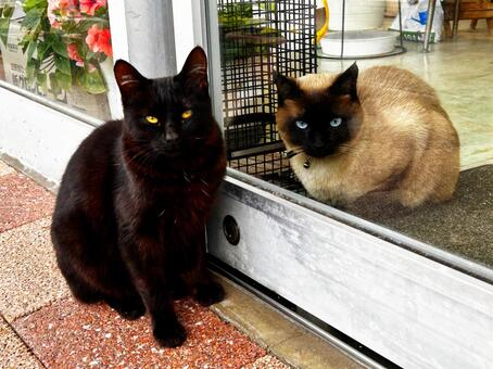 ノラ猫と家猫 野良猫,ノラ猫,家猫の写真素材