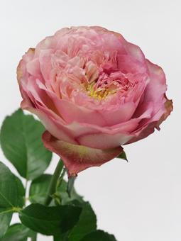 ピンク色のバラの花 花,バラ,植物の写真素材