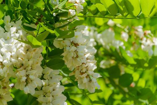 A cluster of Robinia pseudoacacia flowers in the sunlight, fake acacia, white, flower, JPG