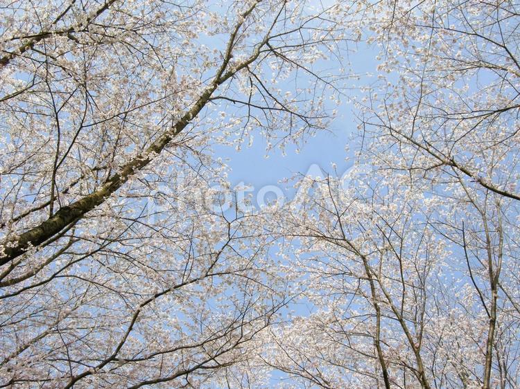桜の合間に見える青空 桜,春,ピンクの写真素材