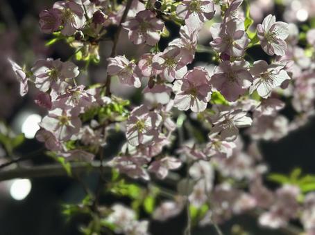 桜 桜の写真