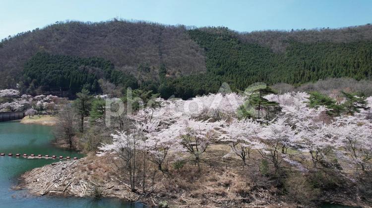 大野ダム公園の桜 大野ダム公園,桜,春の写真素材