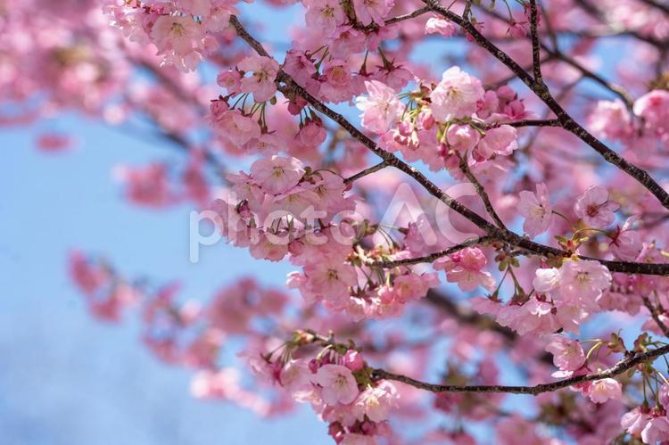 青空に映える桜 花,春,植物の写真素材