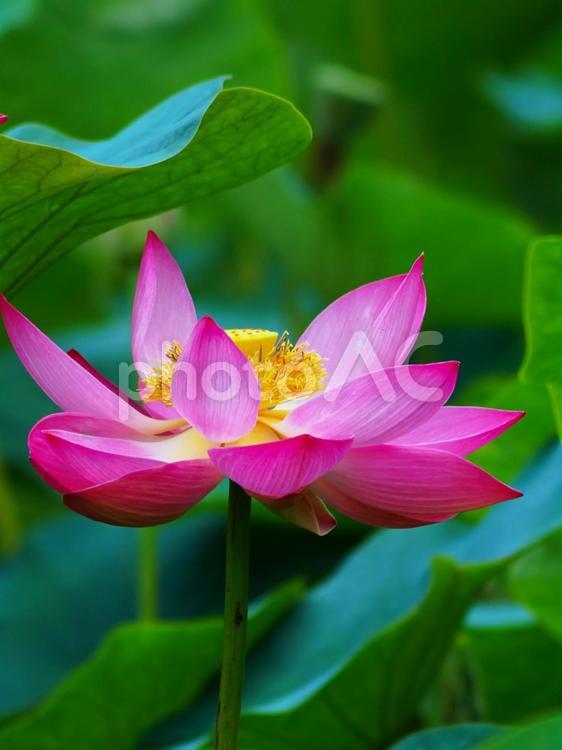満開に咲き誇る蓮池 蓮池,蓮,はすの写真素材