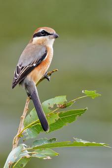 河原の枝に留まるモズの雄の写真