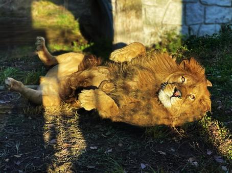 ライオン ライオン,動物,アニマルの写真素材