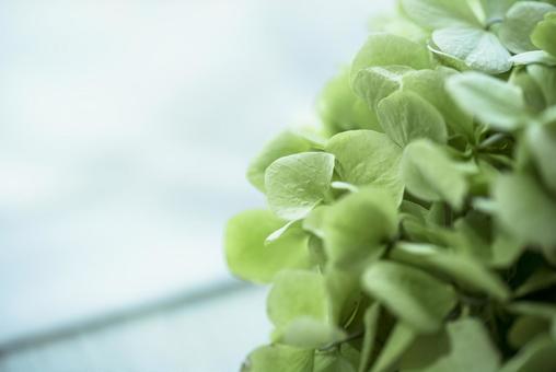 緑のアンティーク 紫陽花 緑のアンティーク 紫陽花の写真