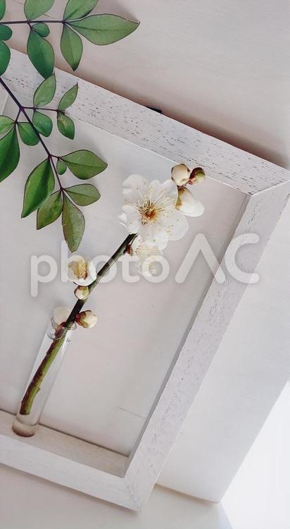 額の中の梅の花③ 梅の花,梅,額の写真素材