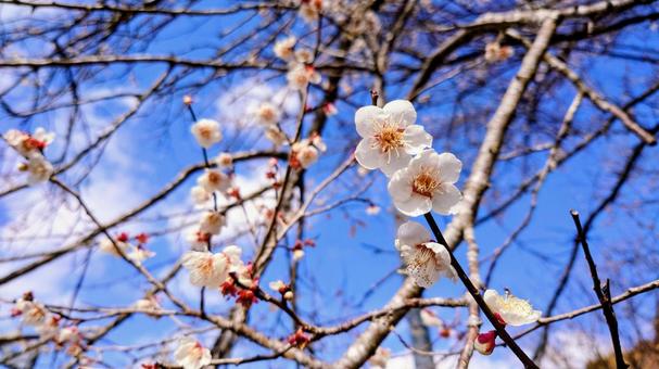 桜三分咲き 桜三分咲きの写真