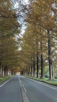 メタセコイア並木 メタセコイア並木,道路,メタセコイヤの写真素材