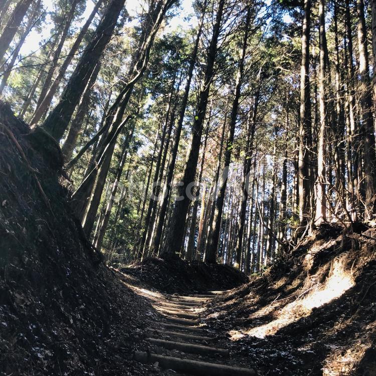 二股に分かれた登山道 登山道,木,植物の写真素材