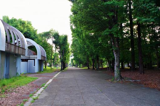 夏の公園風景 夏の公園風景の写真