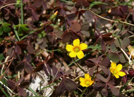 アカカタバミ アカカタバミの写真