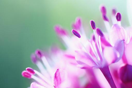 Summer blooming buttonwort flowers, JPG