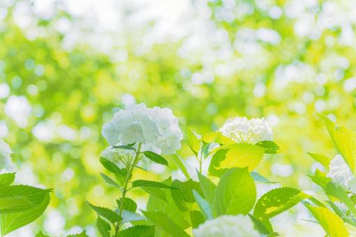 Hydrangea(54), JPG Hydrangea(54), JPG