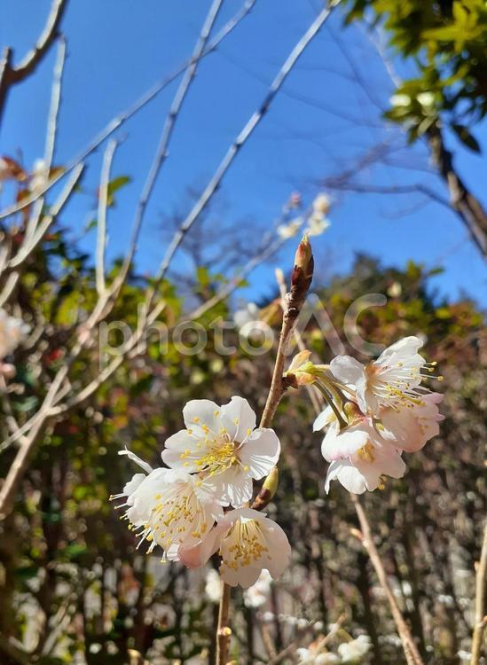 春＊庭の桜の木＊縦＊ サクラ,花,空の写真素材
