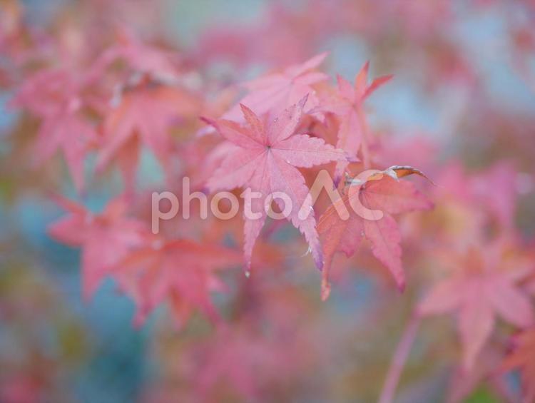 美しいモミジの葉 モミジ,紅葉,赤の写真素材