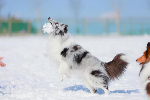 シェルティ シェルティ 犬,シェルティ,ペットの写真素材