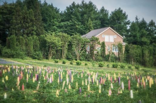 栃木県那須町　那須フラワーワールド 栃木県,那須町,那須高原の写真素材
