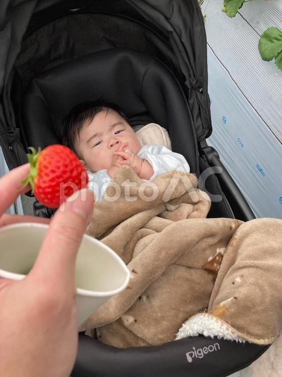 赤ちゃん　いちご狩り 人物,赤ちゃん,男の子の写真素材