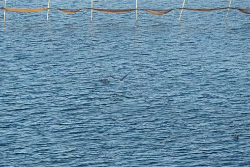 水面スレスレを飛ぶセグロカモメ 水面スレスレを飛ぶセグロカモメの写真