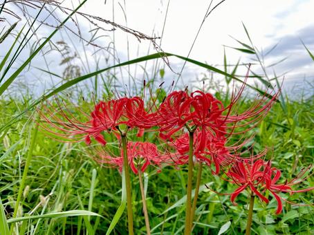 彼岸花の群生の写真