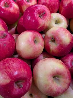 リンゴ02 リンゴ,バラ科リンゴ族,西洋リンゴの写真素材